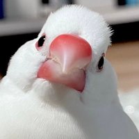 おおとりwithよねさんもめんちゃん (@irotoyonesan) Twitter profile photo