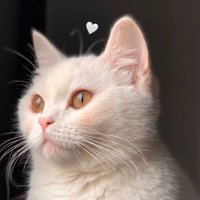 رؤىٰ (@alghweal_roaa) Twitter profile photo