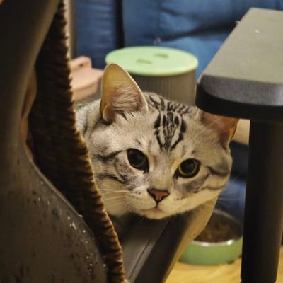 futhorc2019's profile picture. 