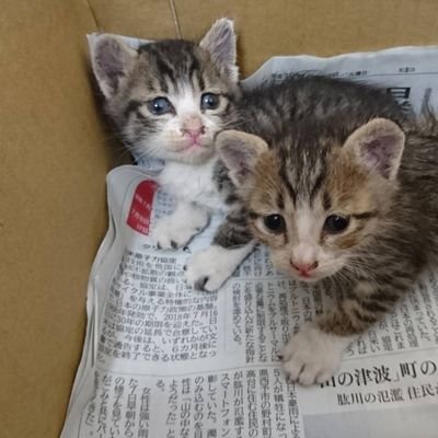 線路近くで捨てられてた子猫2匹!!!
ワクチン打つまで育てたら里親さんを探すはずが
可愛すぎて手放せず今はボスネコ含め3匹となりました!
同時に2匹を呼べるよう
ハナとタロと名付け
ハナタロウと呼ぶ🐱