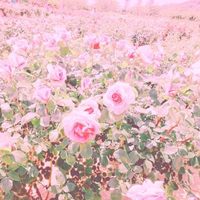 ClariS、スイーツが大好きです!ClariS Room会員🎀🦋🌼日常のこともたまに呟きます。あとちなみにUruさんも好きです!浮上はかなりマイペースです🐾