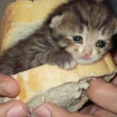 TheLancetCii's profile picture. 绝赞睡觉中