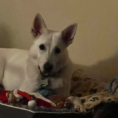 yousefmous's profile picture. President Of Computer Services & Support, We Sell and Service all brand of Computers, Apple & Pc