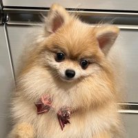 Mocha (@mocha20230303) 's Twitter Profile