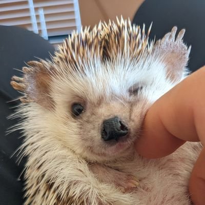 バレーボールをやること、Podcastを聴くことが好き。
うちの子(🦔)がかわいい😊💕
#ミニマリズム に興味あり。