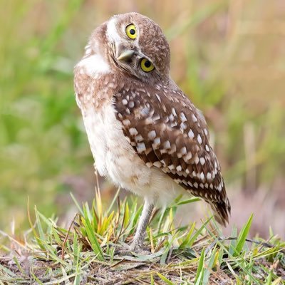 sontooong's profile picture. 