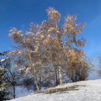 Suisse et libre (@suisse_et_libre) 's Twitter Profile Photo Suisse et libre (@suisse_et_libre) 's Twitter Profile Photo