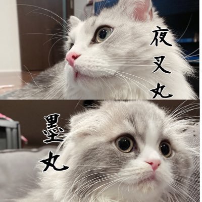 猫好きさん仲良くしてもらえると嬉しいです🎀生まれた時から猫さんと同居中🐾 ライ（メインクーン・一足お先に虹の橋へ）🫧 夜叉丸(ミヌエット)🫧墨丸(マンチカン)🫧2匹は今日も元気いっぱいです( ΦωΦ ) 無言フォロー失礼致します💦RAMPAGE陣さん、ドライブ、映画、どぅあい好きです。APEXシーズン3～