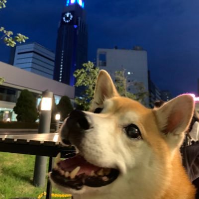 A Japanese twitch streamer. love playing video games. Genshin, Fortnite, etc.. https://t.co/Vr1dVhGjpk