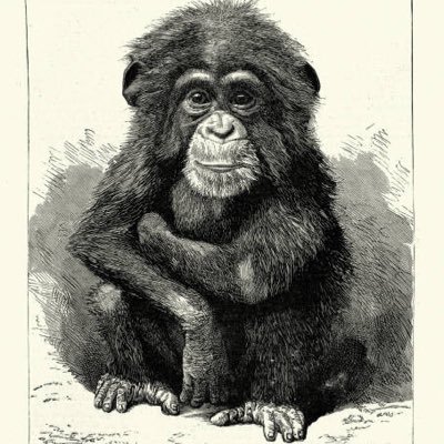 Moki_Yeo's profile picture. 乀(ˉεˉ乀)...Come on, guys! 🦥逃离动物园，学习、倾听并理解这个世界！"Escape the zoo: learn, listen, and understand the world."