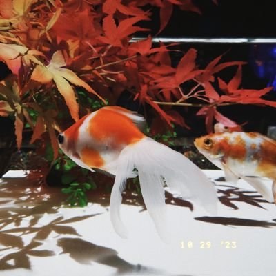 mochi2022091212's profile picture. TOEIC/競プロ/統計学を頑張るアカウント/保有資格:E資格