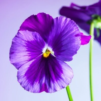 paarsviooltje's profile picture. Tuinliefhebster/tuinieren/bloemen/Audi cabrio/wandelen/fotograferen/honden🐕/Oostenrijk/studerende zoon/mantelzorger/lezen/natuur/pluk de dag