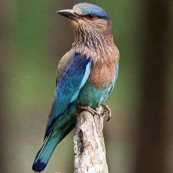 VAASUDEV99's profile picture. 