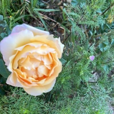 تعبت ونا اصارع الوقت... والناس
وما نلت منها غاية الناس والوقت
اكبر جزا لا قال لي الوقت. لاباس
واكبر وفا لاقالو الناس..... لاهنت