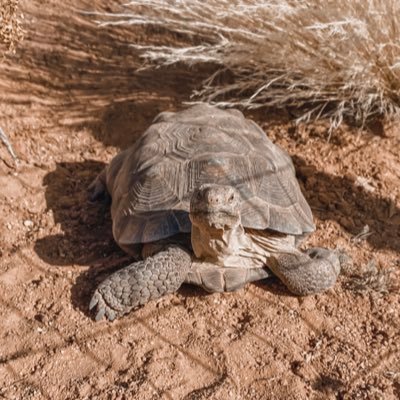 future wildlife biologist who is trying to survive college first. Just sharing my love for wildlife 🐢🦎🦌🐝 Desert tortoise enthusiast