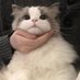 𝗆𝗈𝖼𝗈 (@mc__study) Twitter profile photo