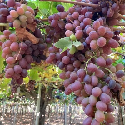 dvoralai's profile picture. 🎗️🇮🇱🇨🇱🇩🇰 🇮🇱 🇨🇦🇺🇸🇫🇷🇬🇧🇿🇦 Be Kind