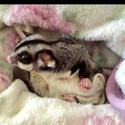 playertaro's profile picture. アイドル、レースクイーン、モデルさんをしていた　＃なぁちゃん　こと　＃染谷菜々　さん　を応援してます😌
＃なぁちゃん応援隊

こつん隊🙋