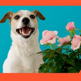 🌿 DogDreamDesigns 🐾 | Nutrición natural y moda responsable para perros. Alimentos premium y accesorios ecológicos. 💚🐶¡Bienestar con estilo! 🍲👗