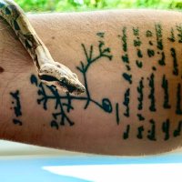 Pedro (@hjorvik) 's Twitter Profile