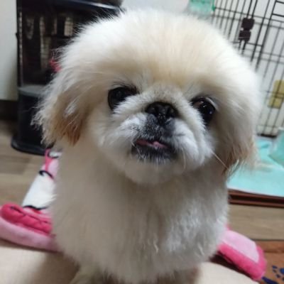 副業系迷惑（❌）
趣味！日々の出来事！
愛犬🐶等投稿して行きます！