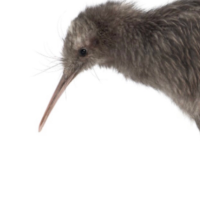 Technically a kiwi(@KiwiTechnically) 's Twitter Profile Photo