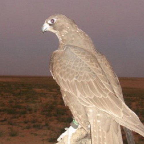 al7ayrann's profile picture. 