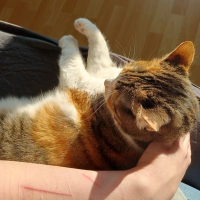 AvryMoon's profile picture. 