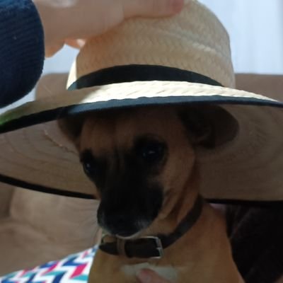 P1xa1t1's profile picture. O burro perdeu a outra conta
@pixaiti.bsky.social