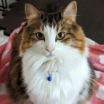 shoga44's profile picture. 好き
【猫・手・小道小階段・建造物・聖堂・イルカ・ライオン・鉄道・県外ナンバー・新緑の匂い・自然・海・放浪・笑顔・寝癖・生姜・オーガニック・音のソノリティ・格闘技・音楽・お笑い・etc】

人見知りの社交的で人見知り・・
小心者で謎の大胆スイッチ者

スイーツと群れが苦手のミドルエイジョ(女)です。