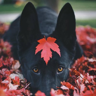 Deutsches_Gift's profile picture. 🇨🇦