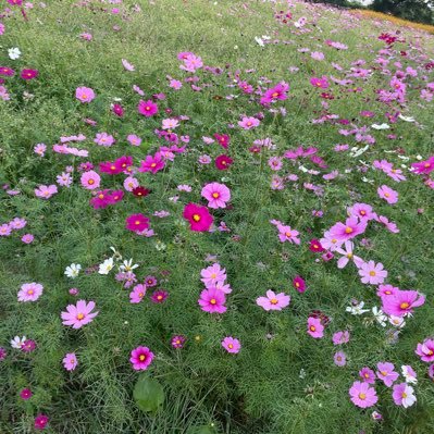 miyamakino567's profile picture. 綺麗な世界✨