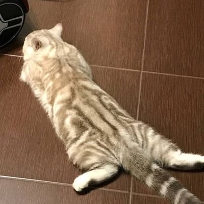 Sofya_vb's profile picture. 