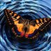 The Butterfly Effect (@spot_trader) Twitter profile photo