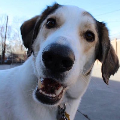 dlskeets's profile picture. I am not your lawyer