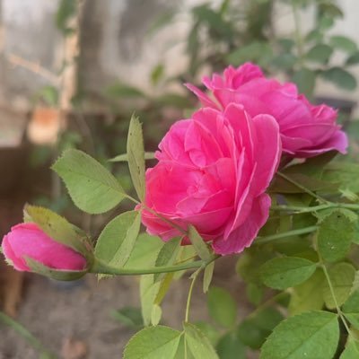 عام فيه يغاث الناس *وأنا يارب لاتجعلني مكتوفة الأيدي