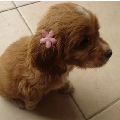EntropicPup's profile picture. weird dumb physics puppy | 20s | ΘΔ Not a person | 🔞 | No TWs | Leave us the fuck alone we aren't bothering you | Woof wruff bark!