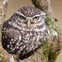thelittleowl1 (@thelittleowl11) 's Twitter Profile Photo thelittleowl1 (@thelittleowl11) 's Twitter Profile Photo