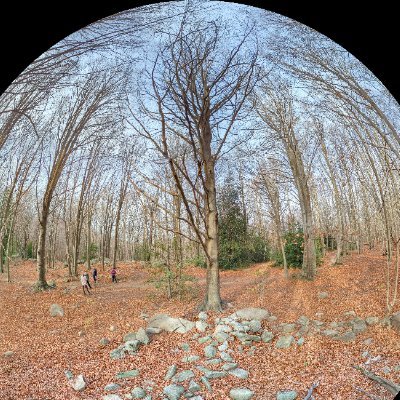 Global Forest Ecosystem Research Group Profile