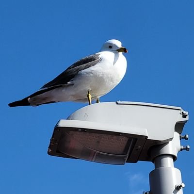 saka_nava's profile picture. 魚、爬虫類を飼育中
やっぱり生き物は癒される…
魚、カメ、トカゲ、ヤモリ、ヘビ😃
一部の♂♀でペア揃ってる子はそのまま番になると嬉しいなぁ…🤔

使った金額的にも金額の感覚的にも沼に入り始めているなぁ…
飼育してない知り合いから麻痺してるよ！って言われた…🫠

#魚飼育
#淡水魚
#初心者
#爬虫類
#爬虫類飼育