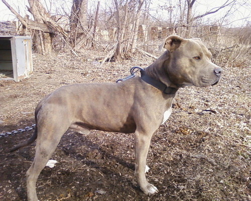 ShawShawdawg17's profile picture. 