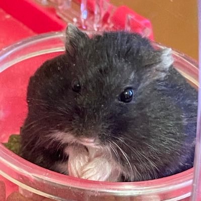 🐹1ヶ月で 4000人 🐹 気軽にフォローするし、してね!必ずフォローバックします。万垢目指して毎日爆走中🐹2023/12/15本格始動 【見なきゃ損する!】フォロワー爆💣増の秘密はこちら (黒いハムの無料note)https://t.co/tzdj1Gug6y