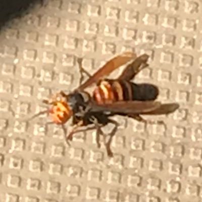 hahihu0625's profile picture. 気温の変化に弱い