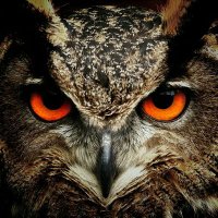 ahmadhaikal (@ahmadhaikalanas) 's Twitter Profile