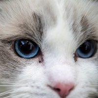MANA (@mana1933991) 's Twitter Profile