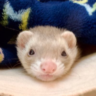 体外受精→17wまで吐けないタイプの食べづわり🐷💦 →自然分娩→8/4娘誕生🎀|👩❤️👨85年生|ランジェリー作る人👙|ディズニー好き❤️|ジーナ式|母乳多めの混合