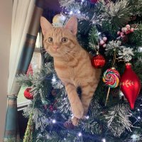 Malcolm *Ginger Kitty* (@malcolmthecat2) 's Twitter Profile Photo Malcolm *Ginger Kitty* (@malcolmthecat2) 's Twitter Profile Photo