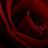 Shirarose1's profile image