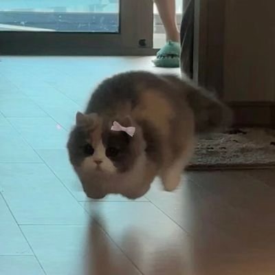 killigg me softly 🎵さんのプロフィール画像