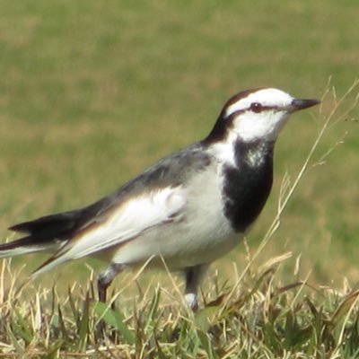 鳥見初心者。ハクセキレイを推しています。野鳥を観察するのが好きです。撮影機材はただのデジカメのみ。本格的な野鳥撮影はこれから。#野鳥 #鳥見 #探鳥 #birdwatching #wagtail